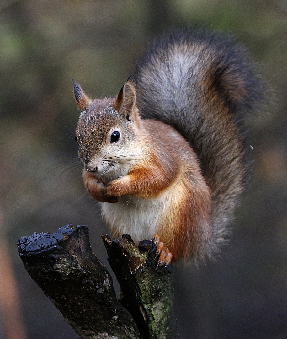 Kalle Salonen (Finland) Squirrel 8